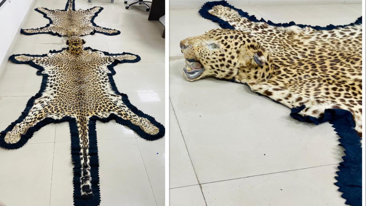 DRI Nagpur seizes leopard skins and ivory from two men in Ujjain