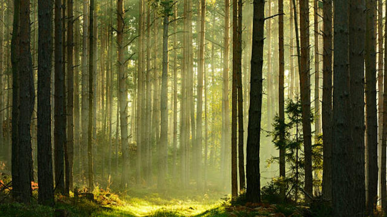 Increasing vegetation may help prevent over 1.1 mn heat-related deaths: Study